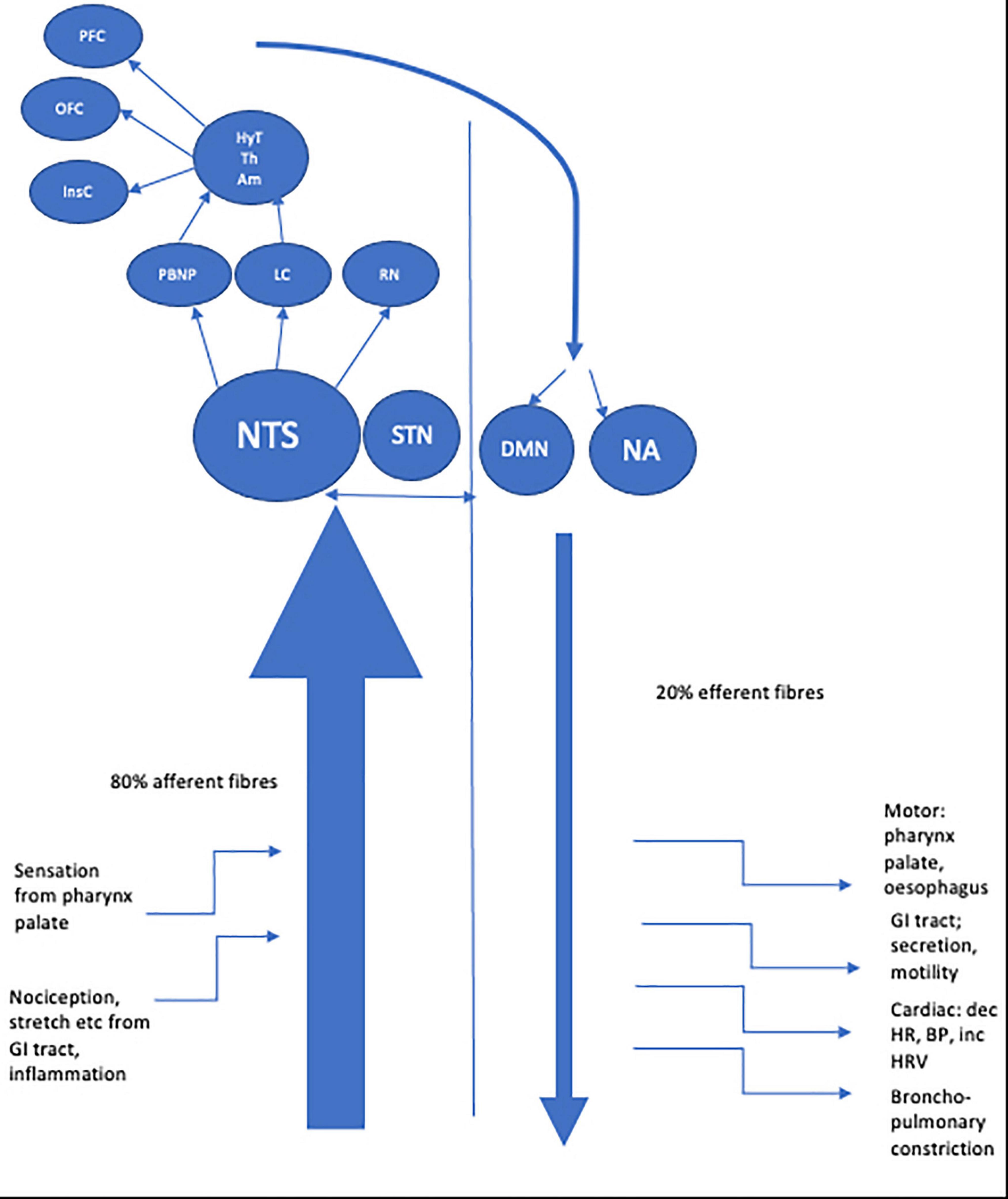 Transcutaneous Electrical Nerve Stimulation as a Treatment for Neuropathic  Cough: A Tolerability and Feasibility Study