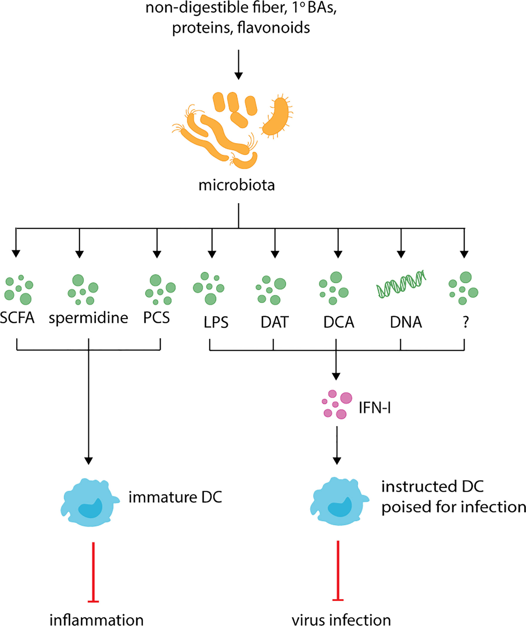Frontiers  Microbial Metabolites in the Maturation and Activation of  Dendritic Cells and Their Relevance for Respiratory Immunity