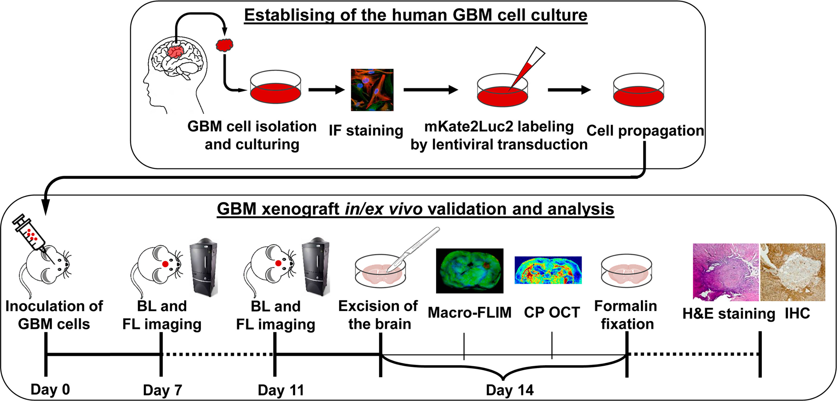 Frontiers Highly Invasive Fluorescent/Bioluminescent PatientDerived