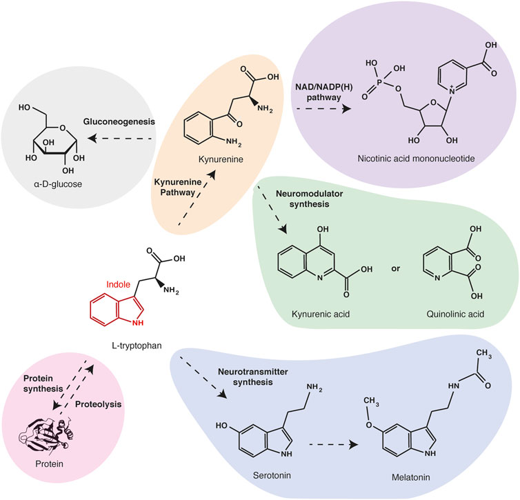 Tryptophan Structure Tryptophan Structure