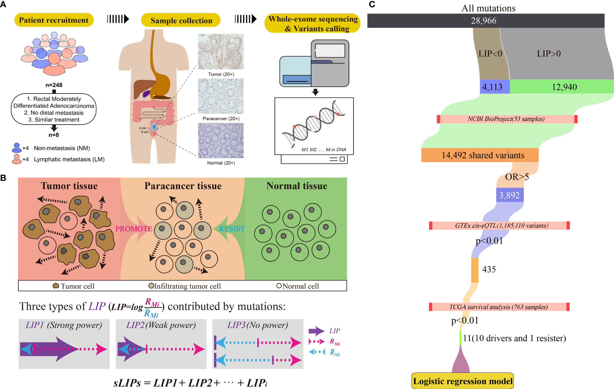 Frontiers | Discovering Innate Driver Variants for Risk Assessment 