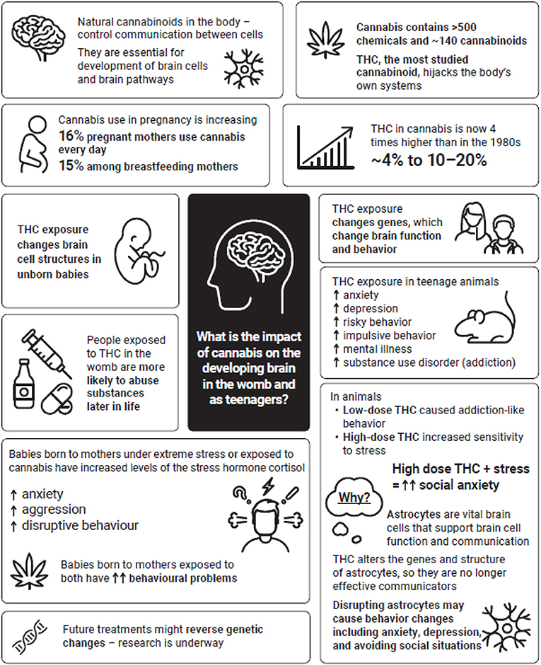 Figure 3 - Summary of the effects of cannabis on the developing brain.