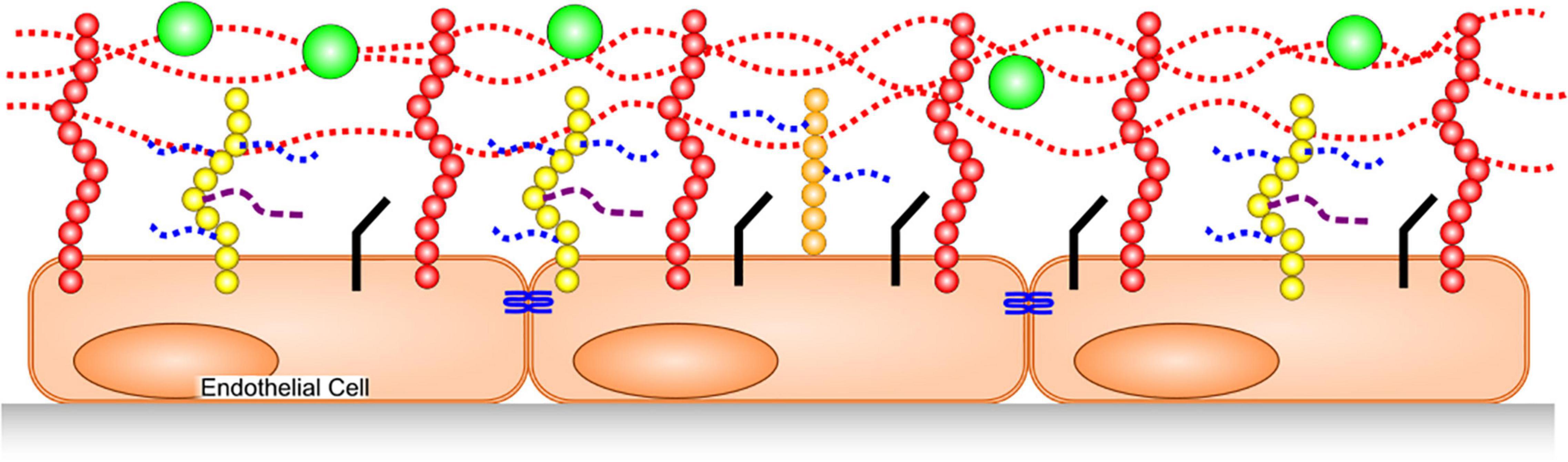 Frontiers | Endothelial Glycocalyx Degradation in Critical Illness and  Injury