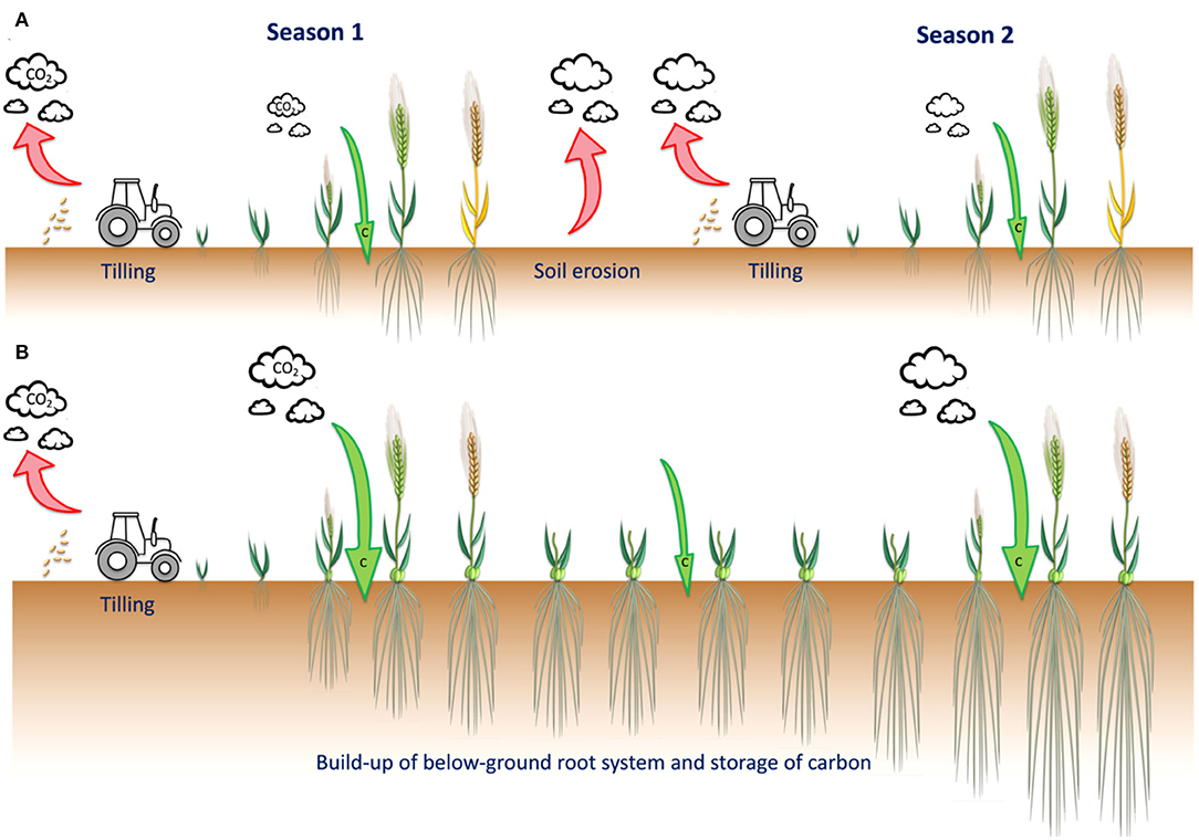 A soil productivity system reveals most Brazilian agricultural lands are  below their maximum potential