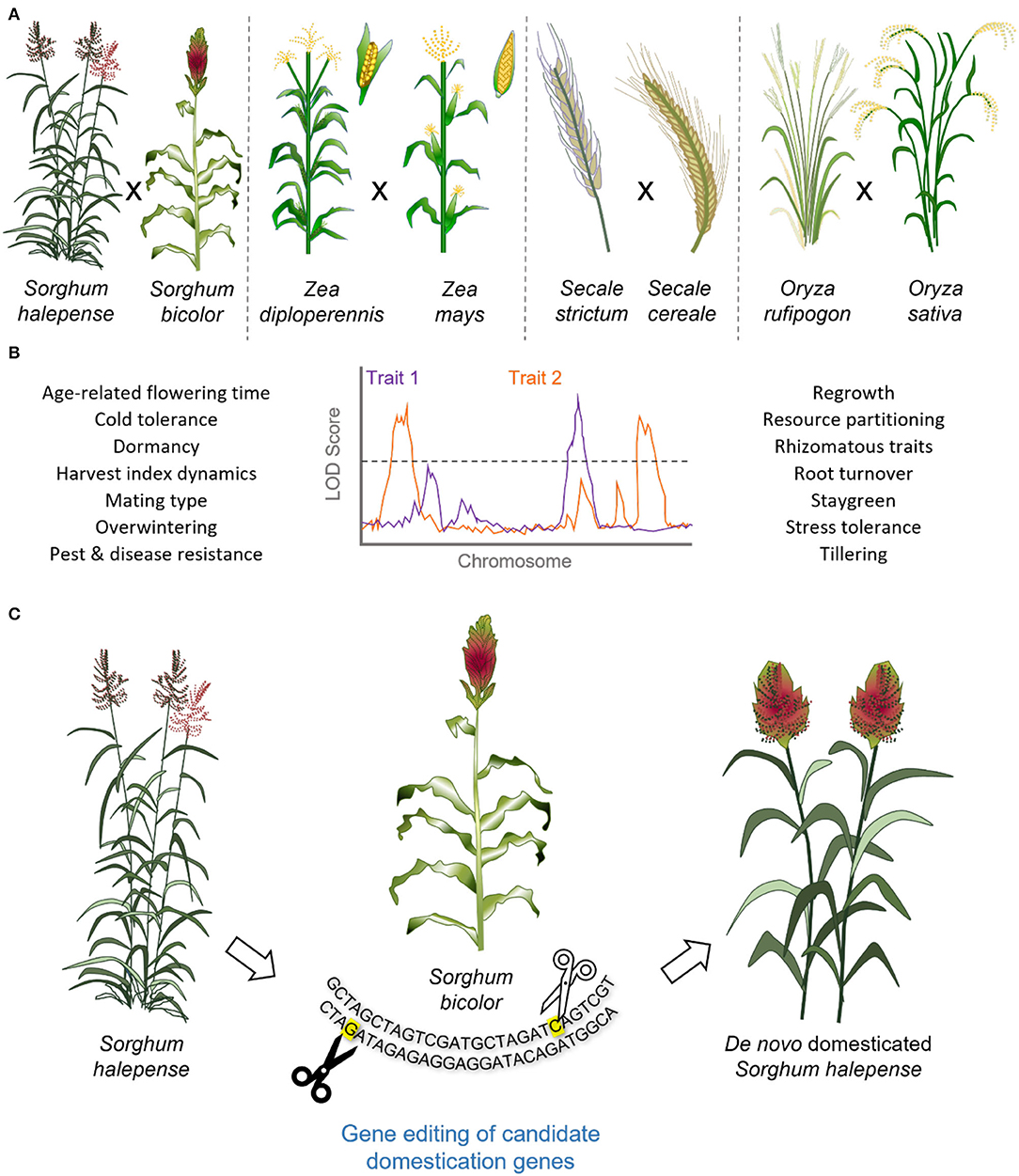 Keyword For What Are Perennial Crops And Examples