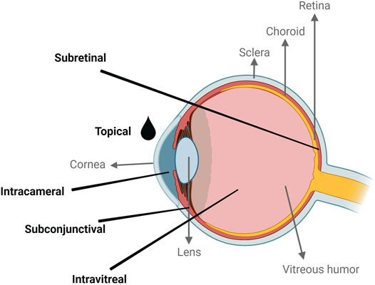 Frontiers  Exploring the Retinal Binding Cavity of