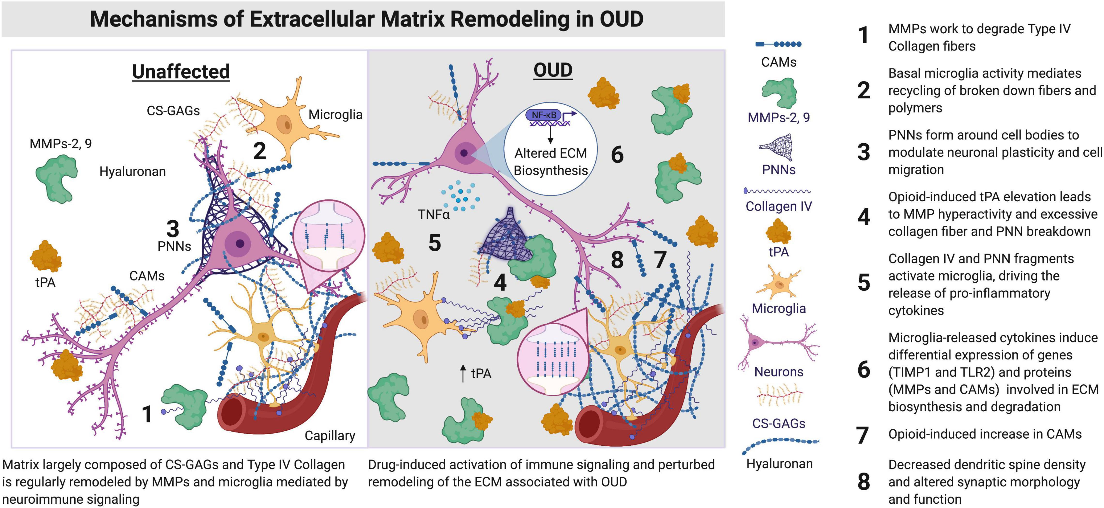 Achteruit versus Afstoten Frontiers | A Glitch in the Matrix: The Role of Extracellular Matrix  Remodeling in Opioid Use Disorder