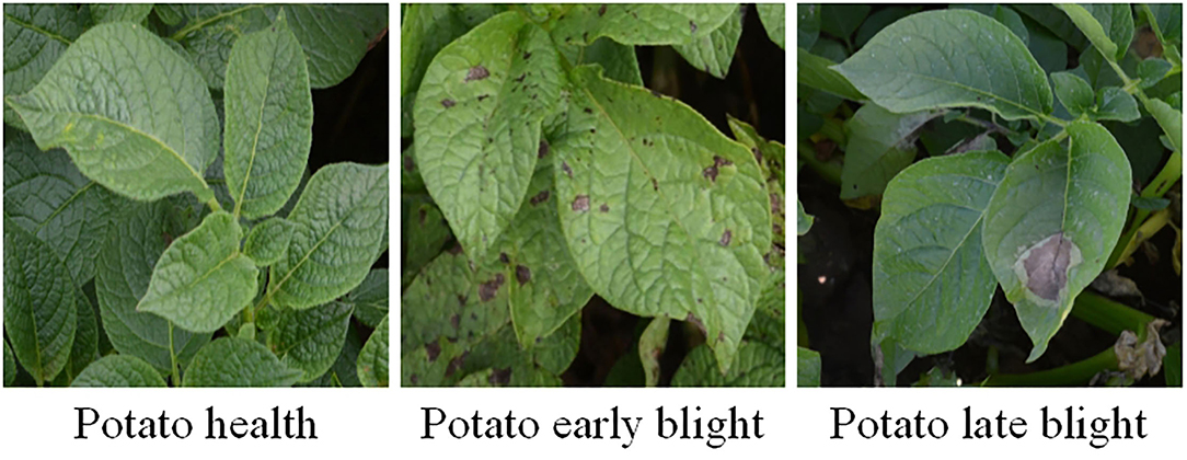 Frontiers | The Method of Potato Foliage Diseases in Complex Background Based on Instance Segmentation and Semantic Segmentation