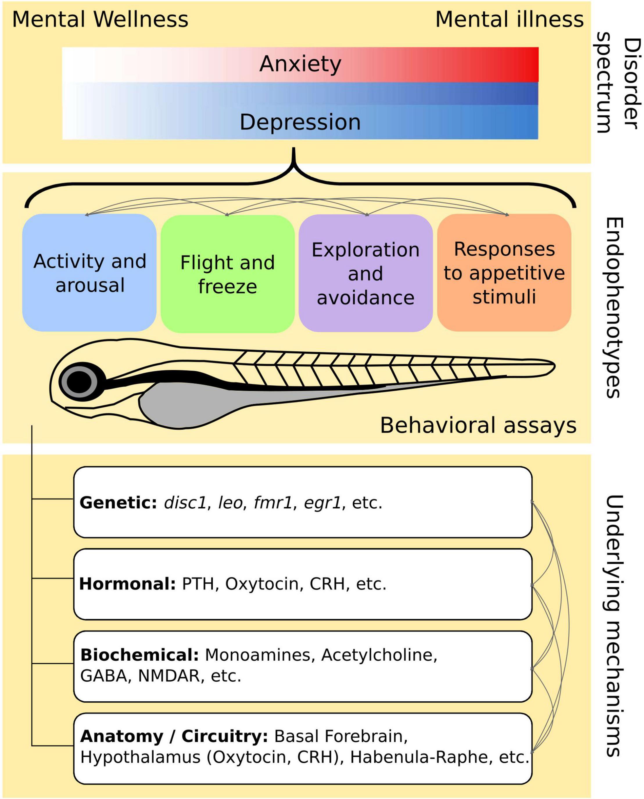 Frontiers  Larval Zebrafish as a Model for Mechanistic Discovery