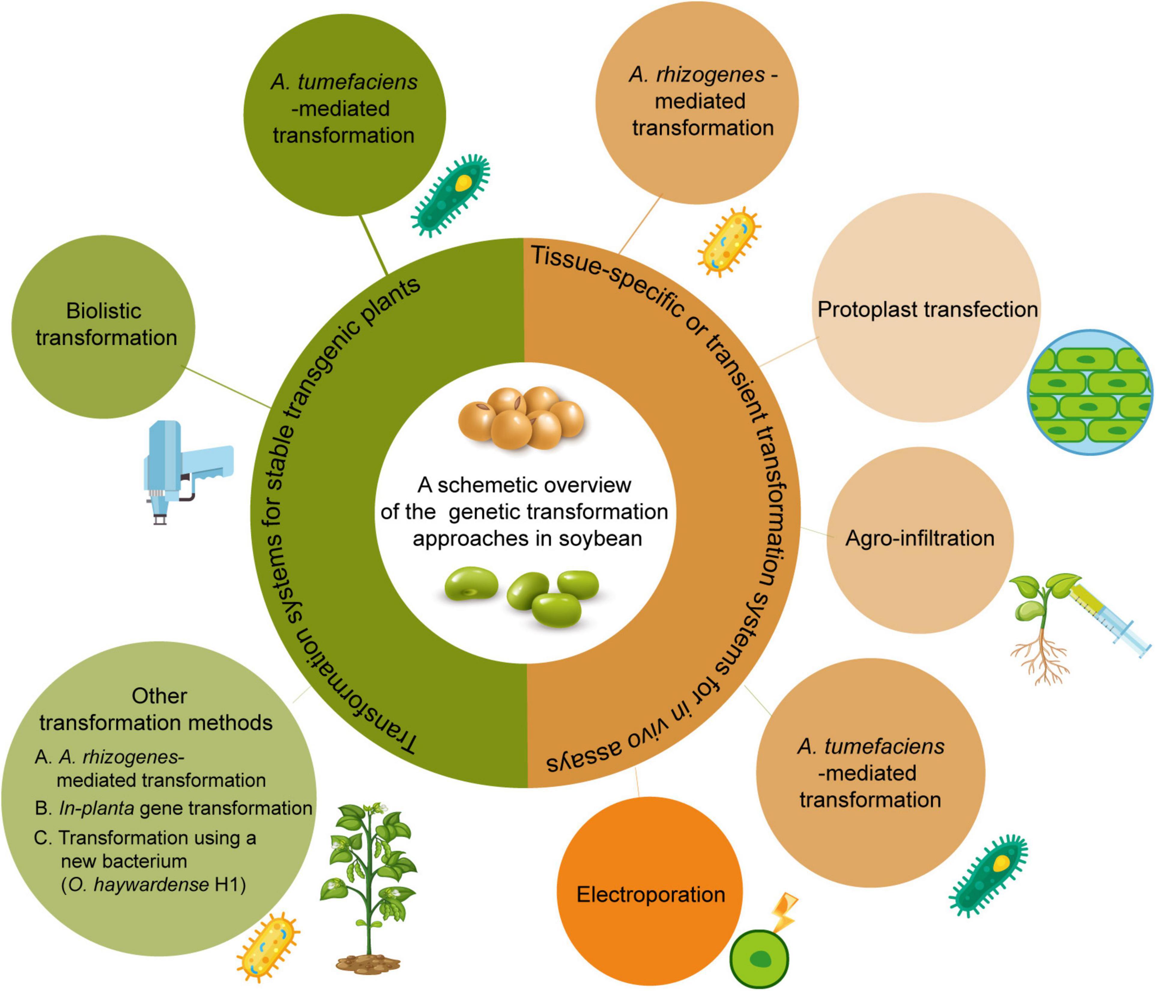 Frontiers | Progress in Soybean Genetic Transformation Over the Last Decade