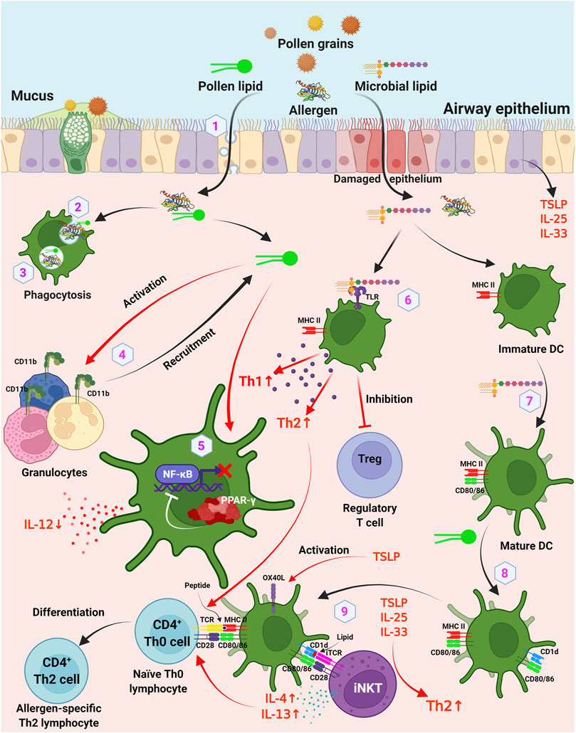 Frontiers  IgE Epitope Profiling for Allergy Diagnosis and