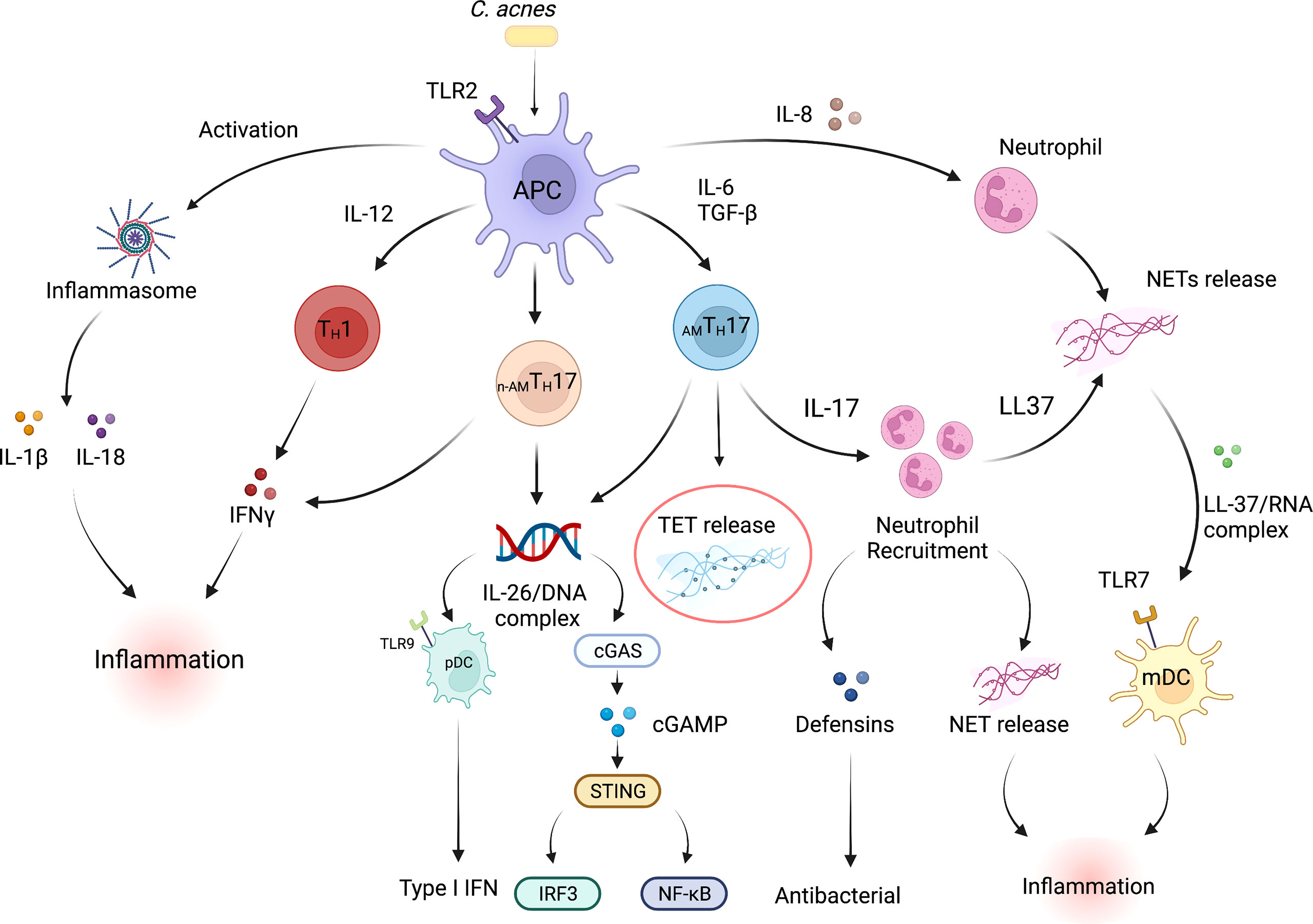 Frontiers  The Significance of Neutrophil Extracellular Traps in