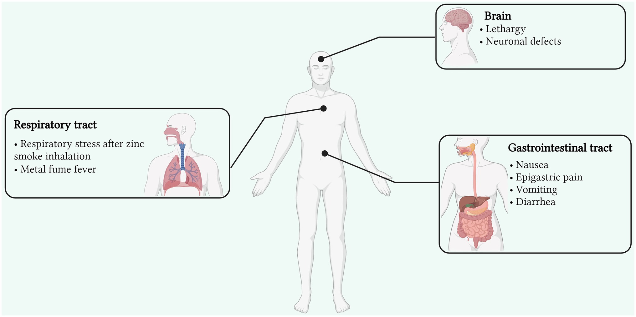 Frontiers Zinc Essentiality, Toxicity, and Its Bacterial
