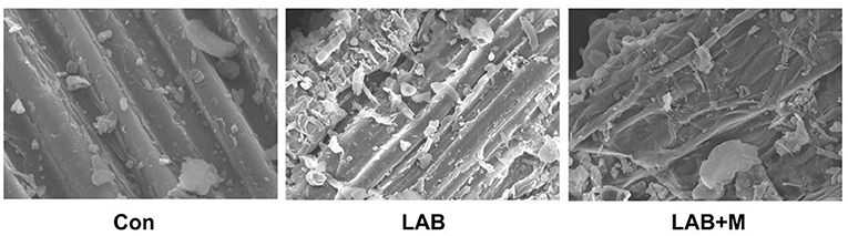 Hydrothermal treatment of maize: Changes in physical, chemical, and  functional properties - ScienceDirect