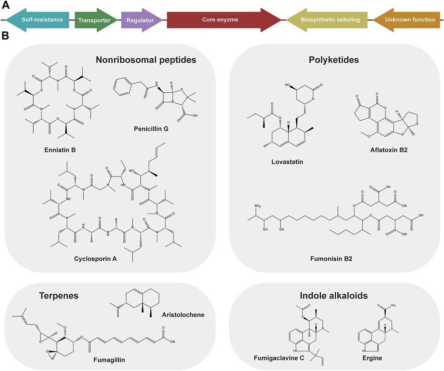 Plant biosynthetic gene clusters in the context of metabolic