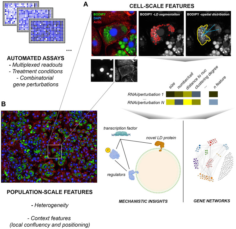 Characterising protein phosphosite function at scale