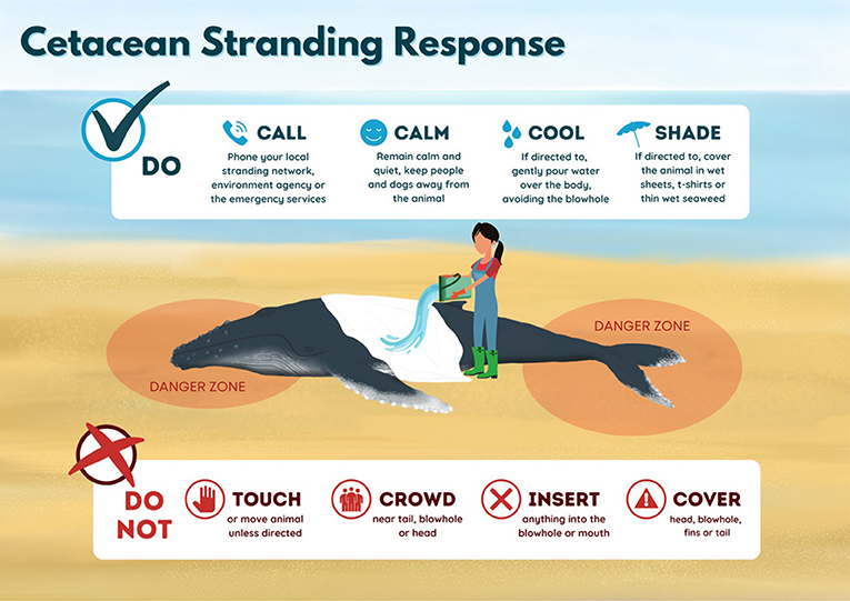 Figure 3 - Do’s and do not’s for cetacean stranding events (Image credit: Katharina J. Peters and Rebecca M. Boys).