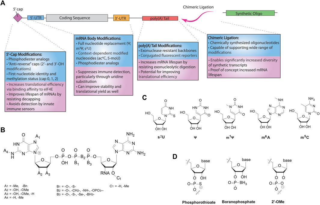 Frontiers | The Pivotal Role of Chemical Modifications in mRNA Therapeutics