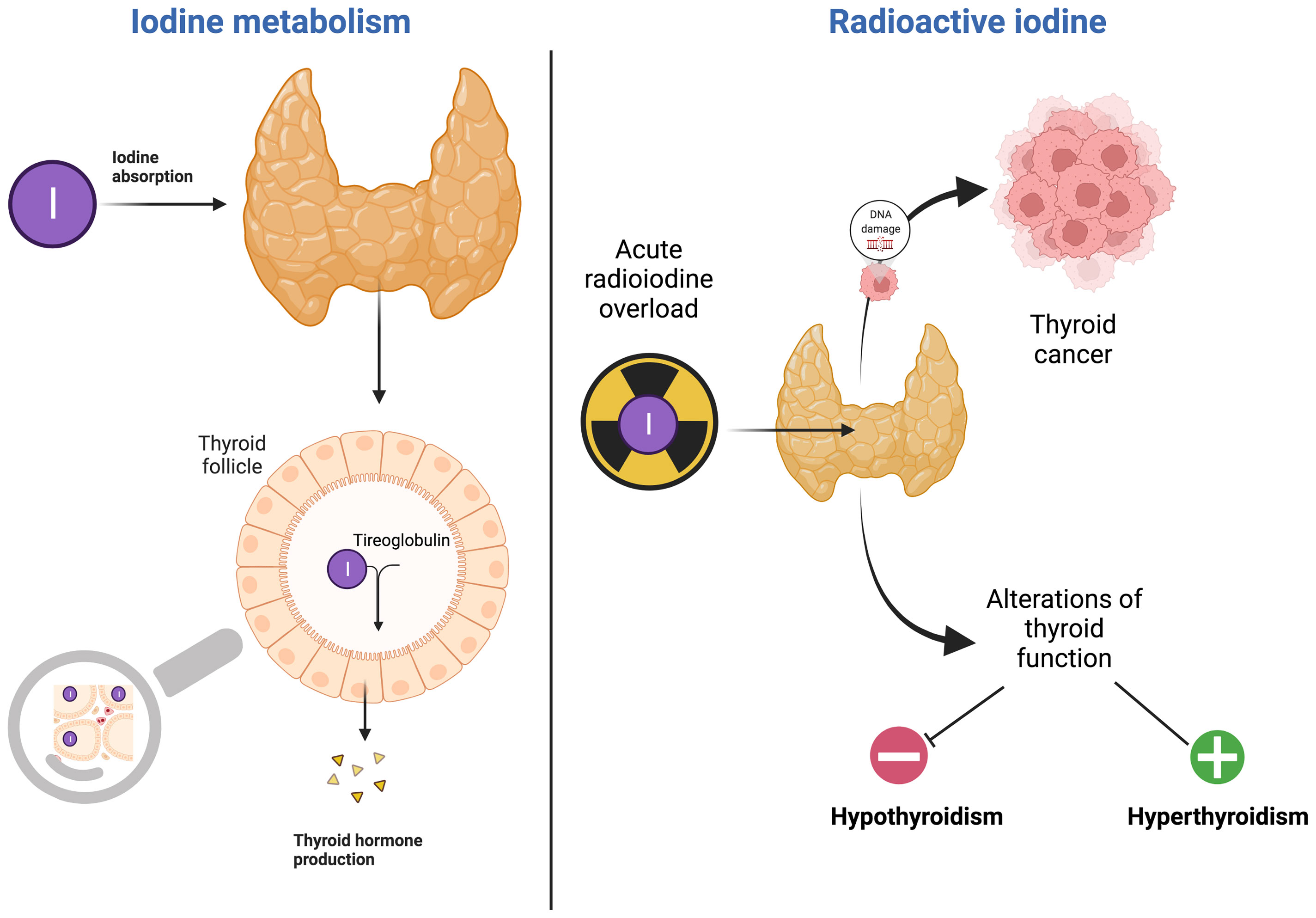 What color light does iodine absorb? + Example