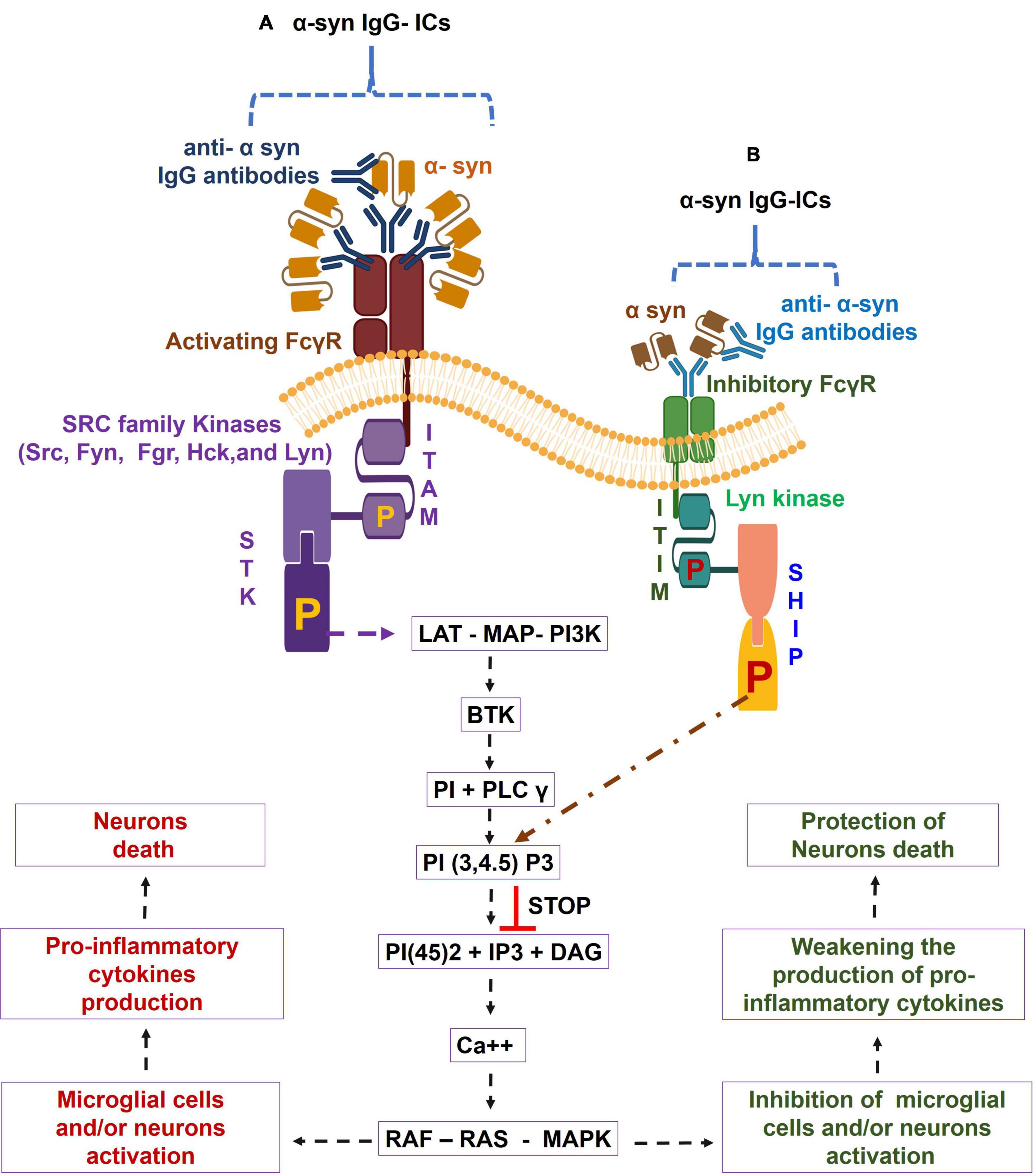 Frontiers | The Role of Alpha-Synuclein Autoantibodies in the Induction of Inflammation and Neurodegeneration in Aged Humans