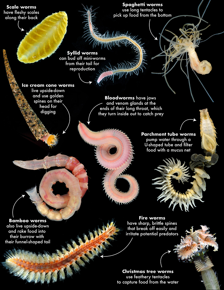 marine roundworms