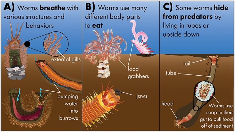 Marine Worms Are The $7.5 Billion Industry You Haven't Heard Of