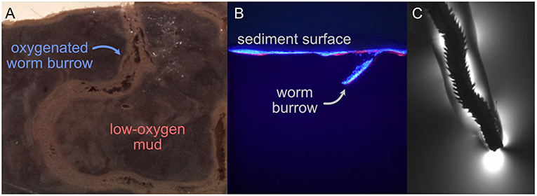 Figure 3 - Worms can be challenging to study in their natural habitats because scientists cannot see through the mud to observe them.