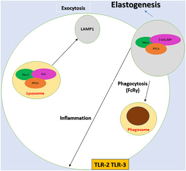 Frontiers  Lysosomal Diseases and Neuropsychiatry: Opportunities