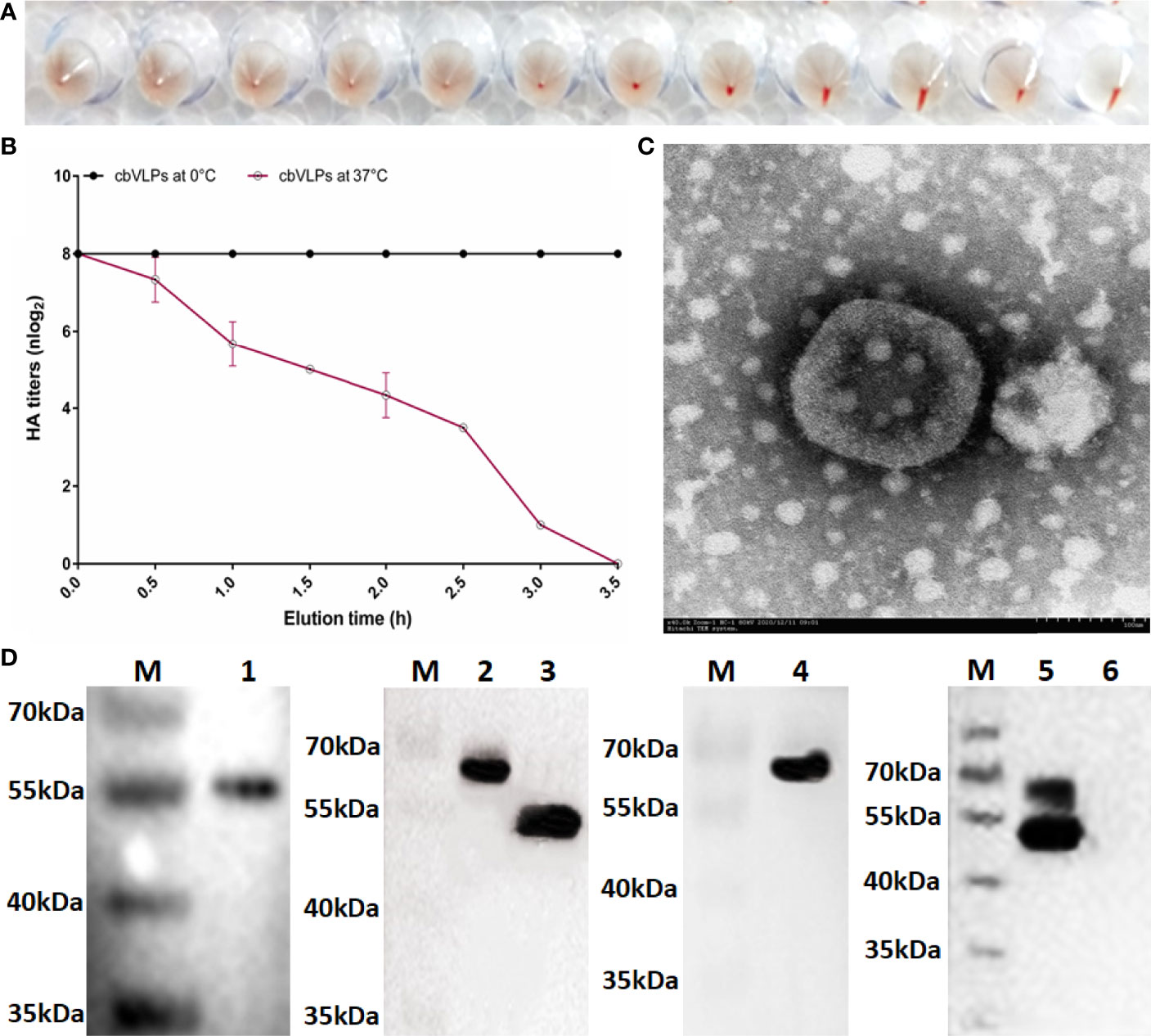 Frontiers | A Single Vaccination of Chimeric Bivalent Virus-Like ...