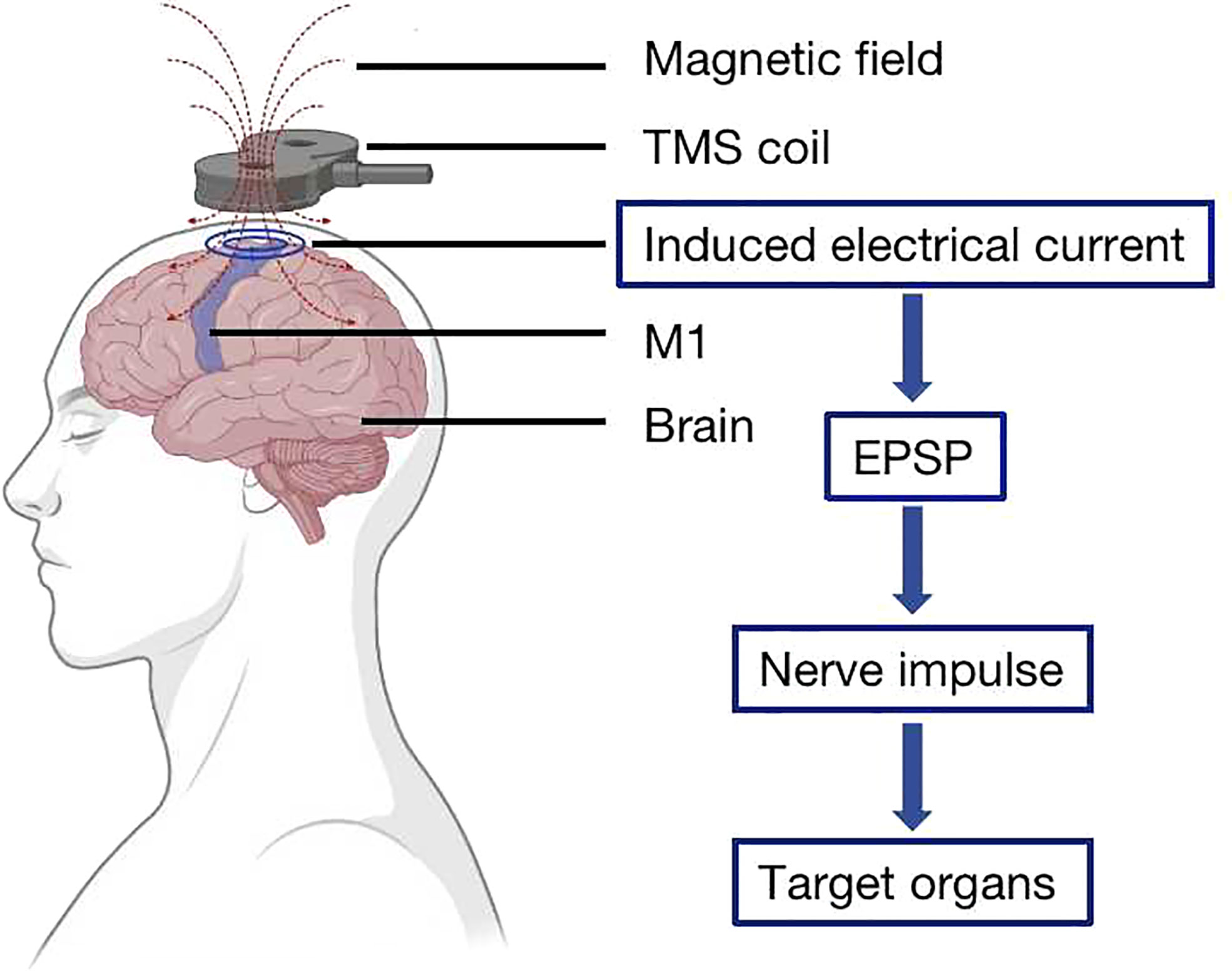 Frontiers | Clinical application of transcranial magnetic stimulation ...