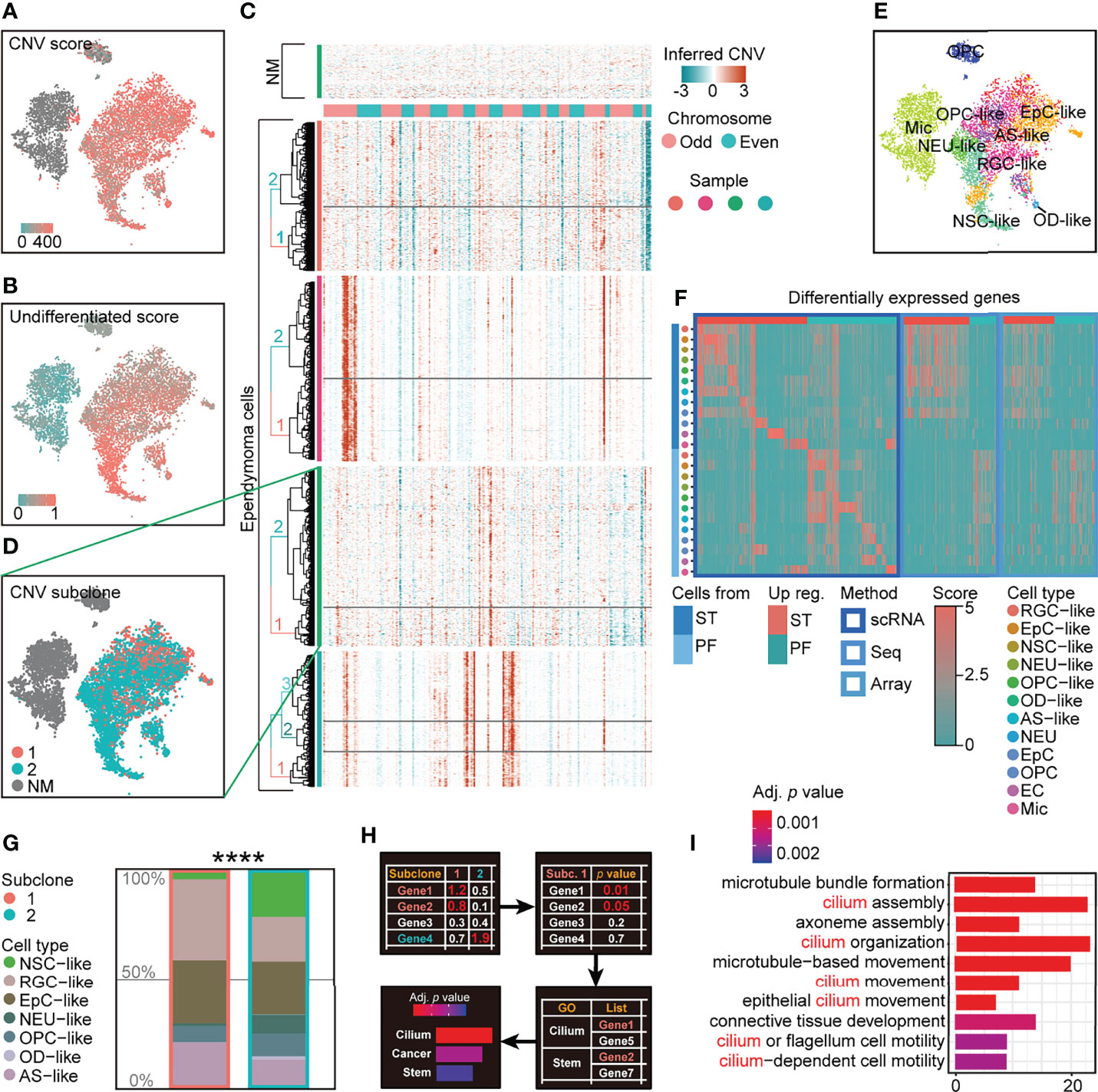 Frontiers  Single-cell detection of primary transcripts, their