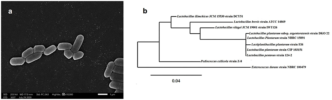 Full article: Complete genome sequencing of exopolysaccharide-producing  Lactobacillus plantarum K25 provides genetic evidence for the probiotic  functionality and cold endurance capacity of the strain