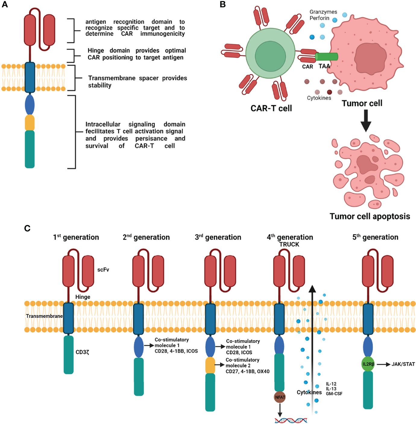 Highly efficient PD-1-targeted CRISPR-Cas9 for tumor-infiltrating  lymphocyte-based adoptive T cell therapy: Molecular Therapy - Oncolytics