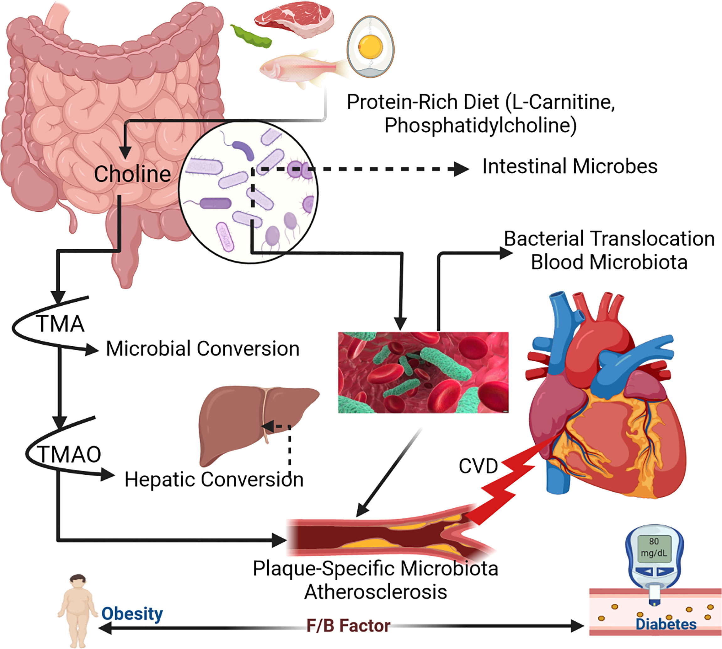 Frontiers  The interaction between dietary fiber and gut