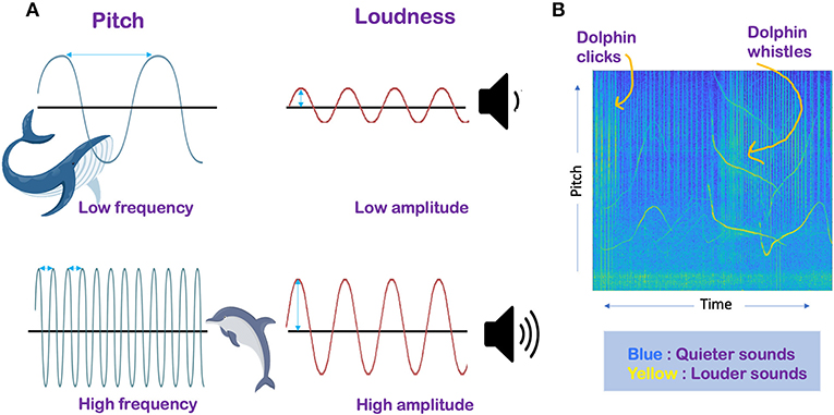 Figure 1 - (A) High- and low-frequency sound waves, and high- and low-amplitude waves.