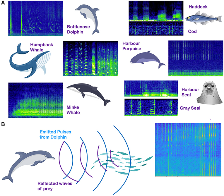 Ocean Noise: The Human Footprint on Underwater Soundscapes · Frontiers