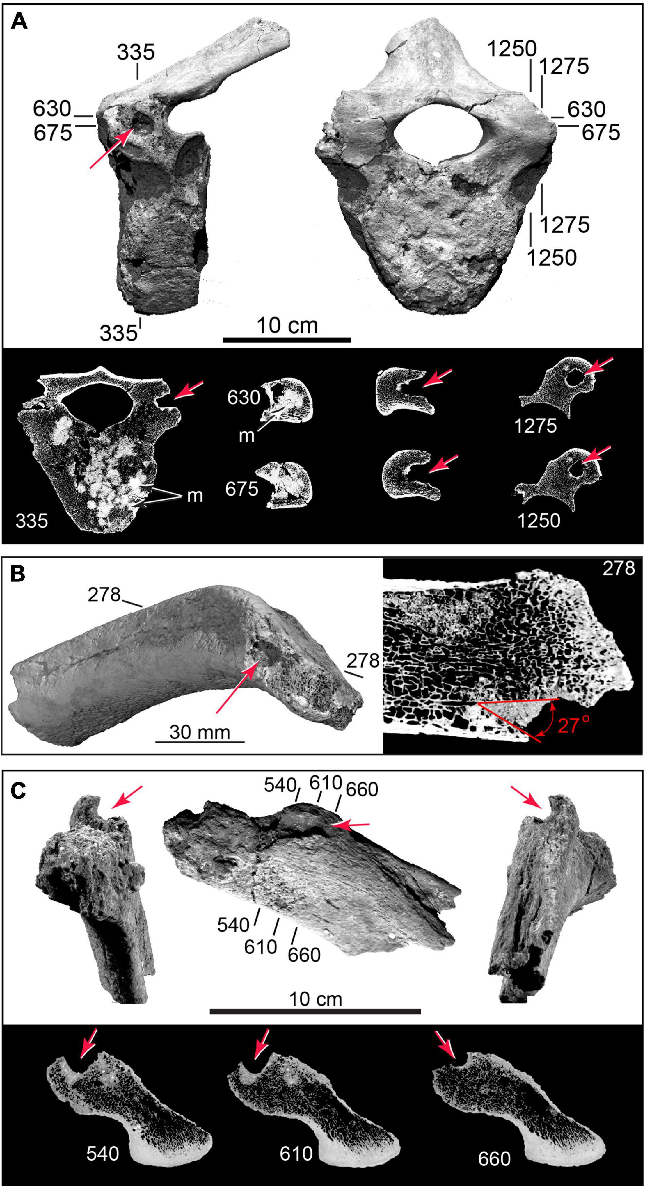 Could the Colorado Plateau Be an Ancient Impact Scar?