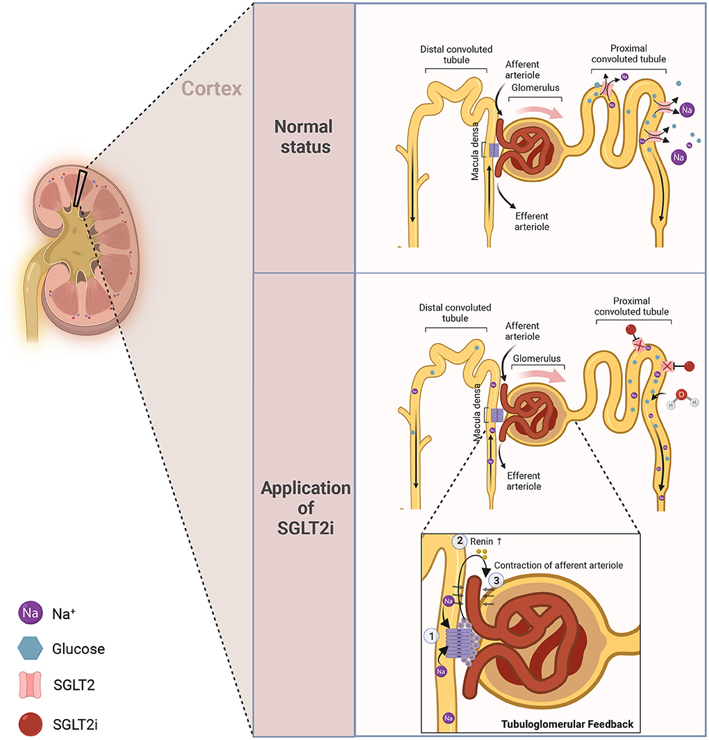 Frontiers New Insights And Advances Of Sodium glucose 53 OFF