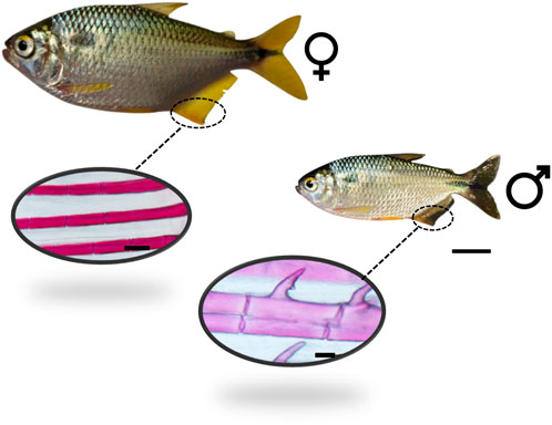 Exploring the History and Evolution of Plastic Extrusion - Goodfish