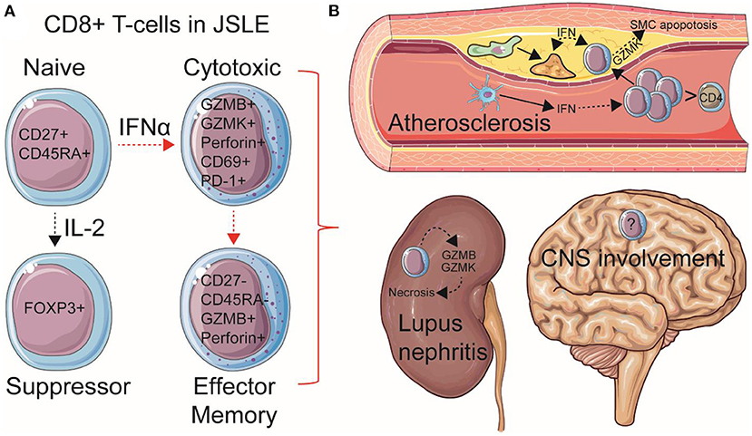 Differential CaKAN3-CaHSF8 associations underlie distinct immune