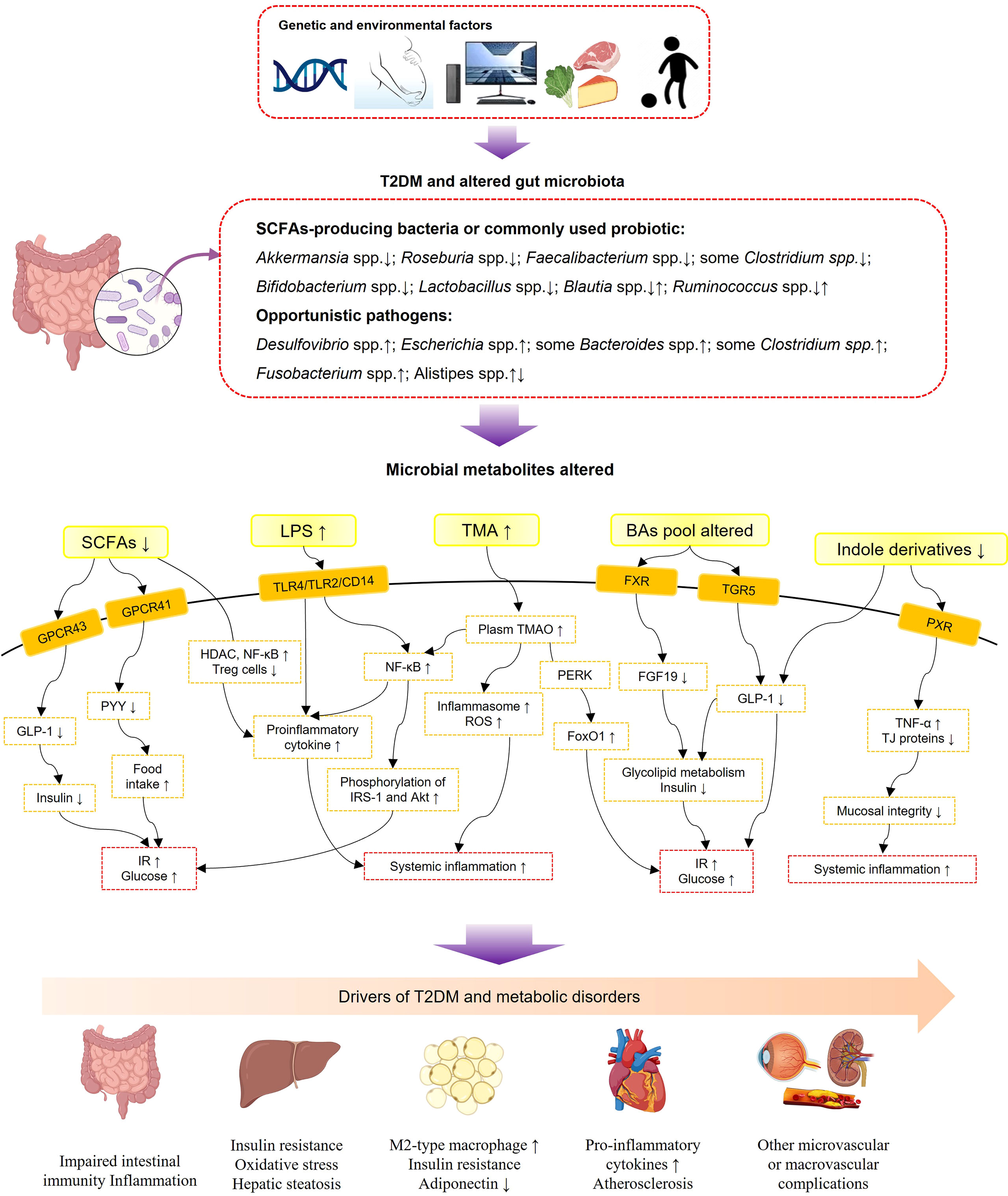 Frontiers Effects of Oral Glucose-Lowering Agents on Gut Microbiota and Microbial Metabolites
