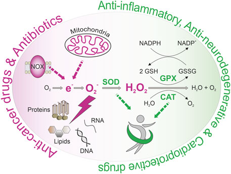 MitoQ and Reduced Glutathione Protects Against Dopamine Induced Brain  Mitochondrial Electron Transport Chain Inhibition During Extended In Vitro  Incubation: Involvement of Free Radicals and Quinone Products - MDS  Abstracts