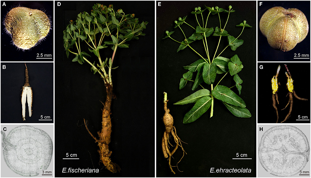 Morphology of Euphorbia atoto: A. Living plant. B. Branch. C.