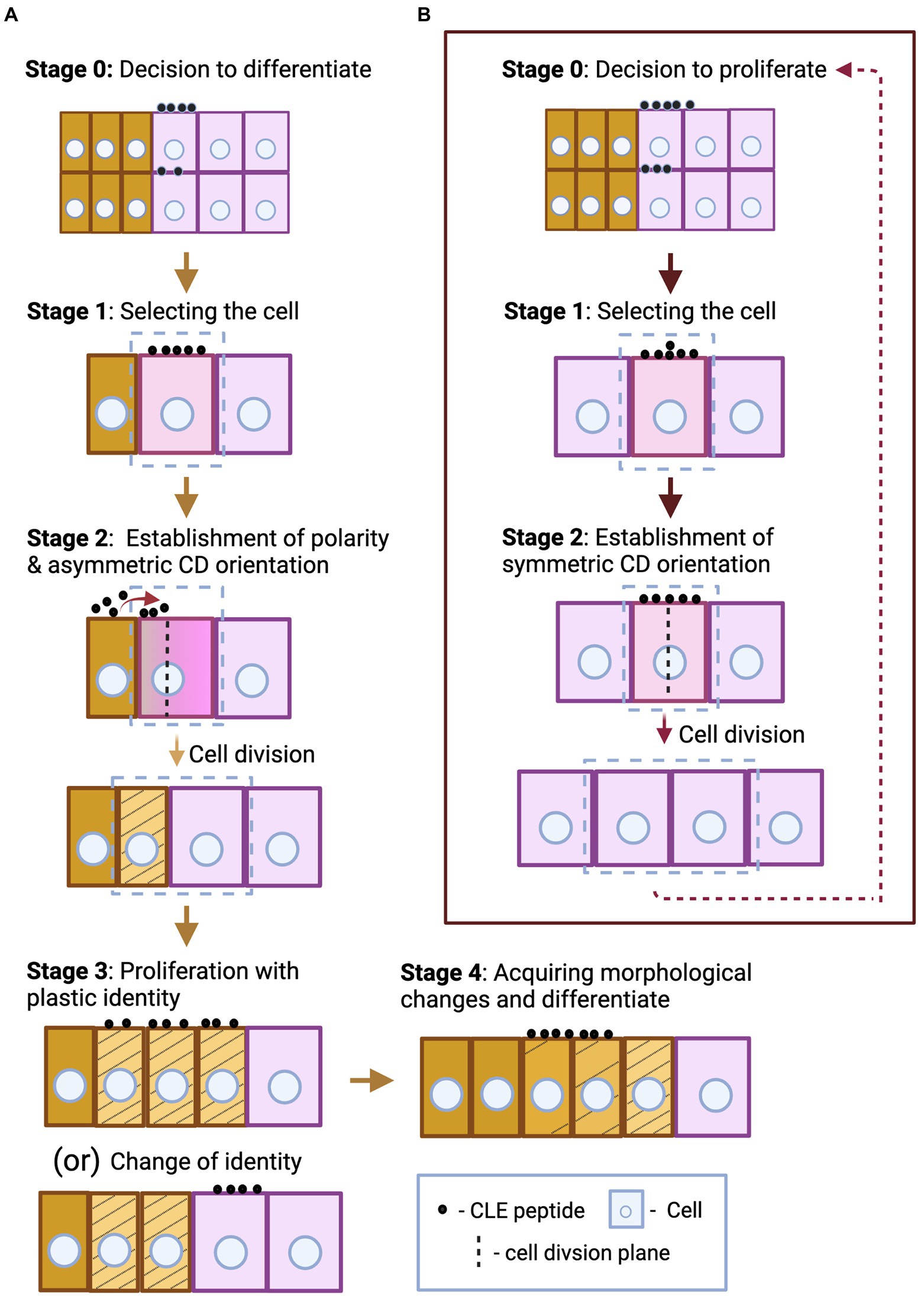 Frontiers  First generation of multifunctional peptides derived