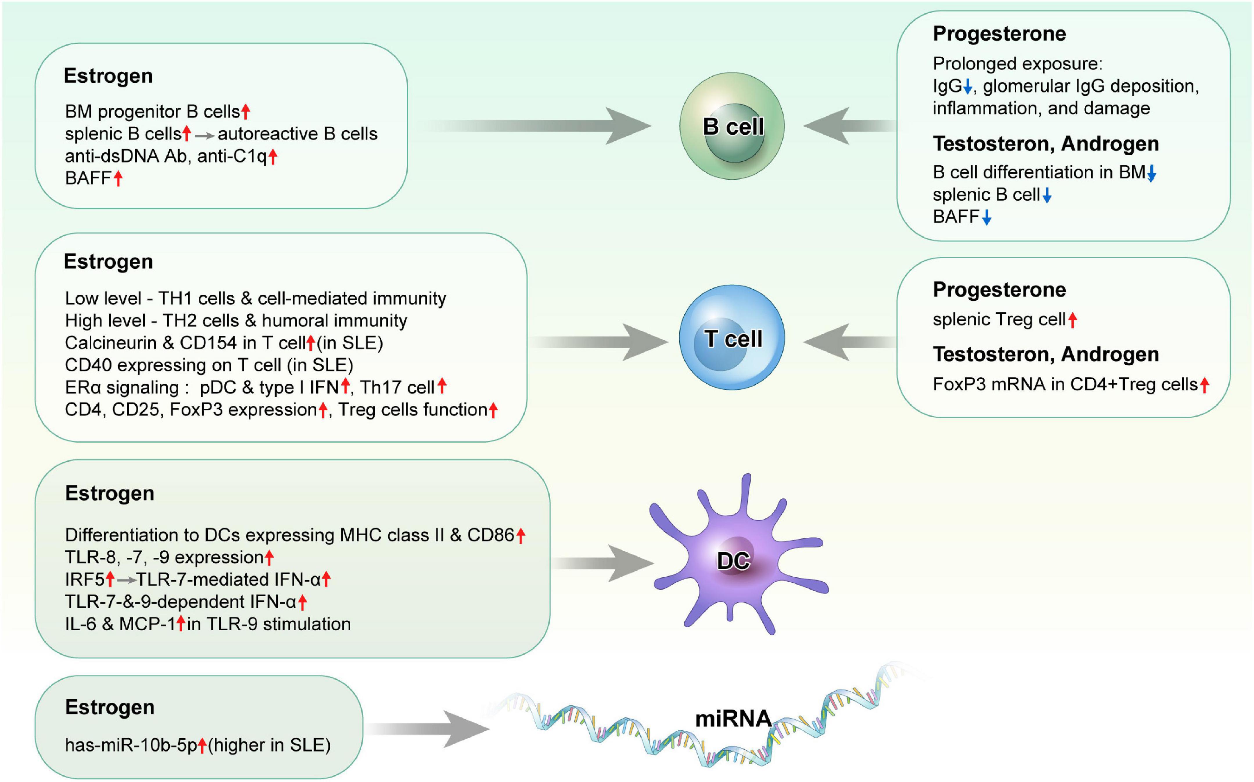 Frontiers Sex hormones affect the pathogenesis and clinical characteristics of systemic lupus erythematosus pic