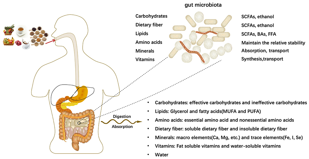 Vagus Nerve Stimulation and Its Cardioprotective Abilities