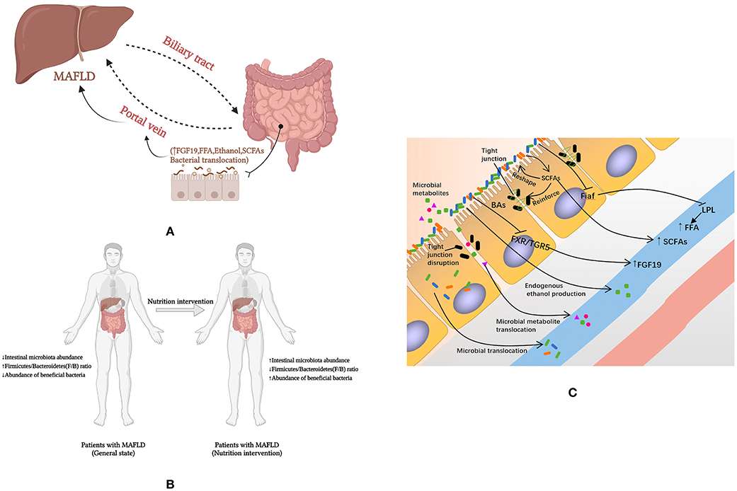 Frontiers | Effects of Dietary Nutrients on Fatty Liver