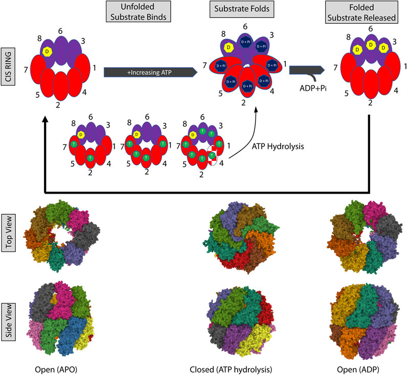 Frontiers  The TRiCky Business of Protein Folding in Health and