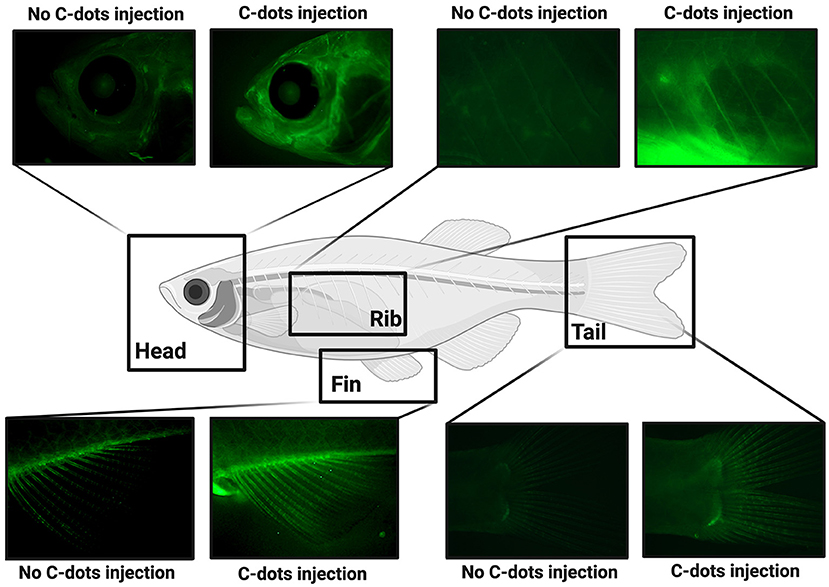 Figure 3 - After C-dots are injected into transparent zebrafish, their bones glow under fluorescent light (Created in BioRender.com).