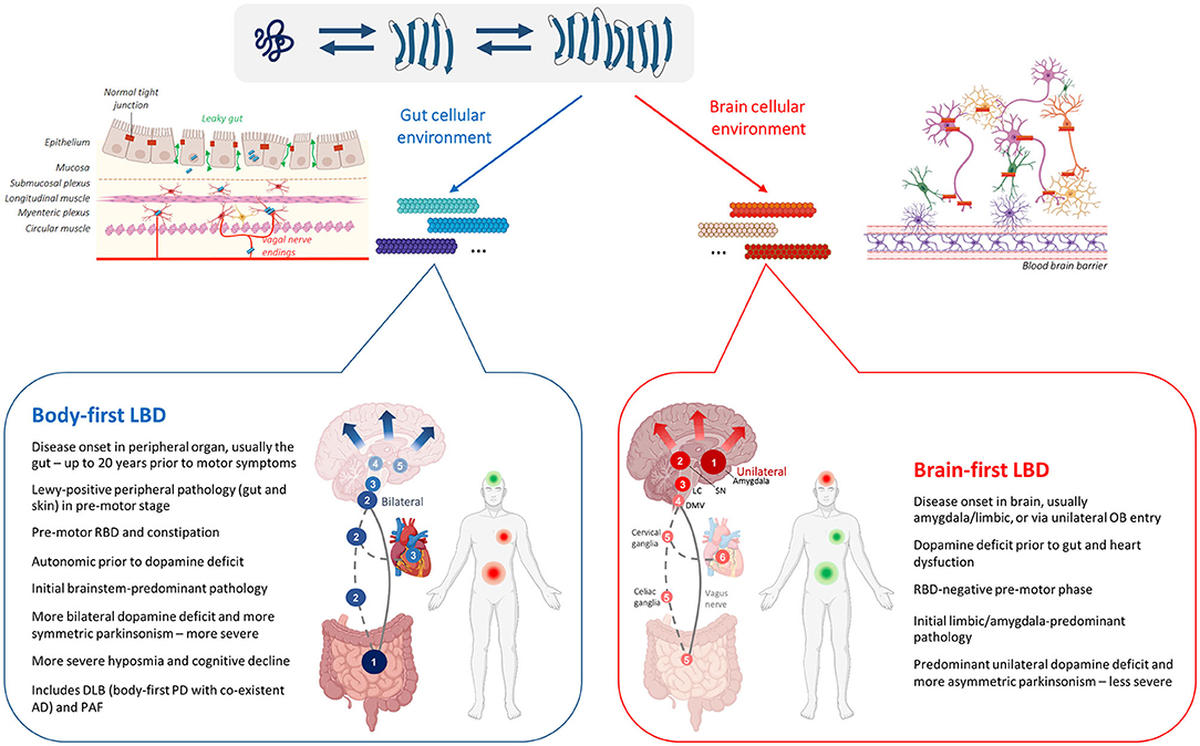 In vivo fan tests: 14 models in system positions 